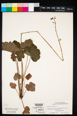 Heuchera americana image