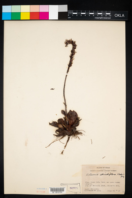 Image of Echeveria strictiflora