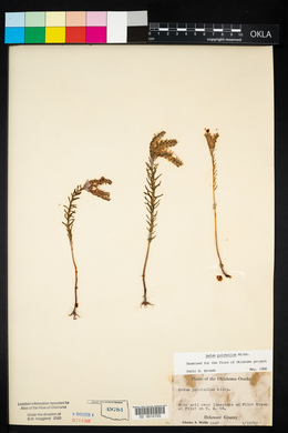 Sedum pulchellum image