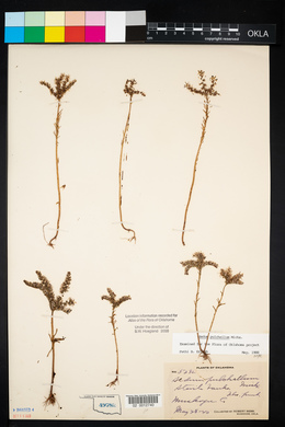 Sedum pulchellum image