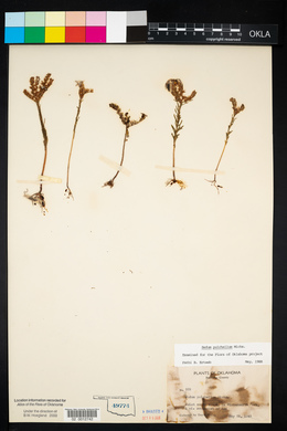 Sedum pulchellum image