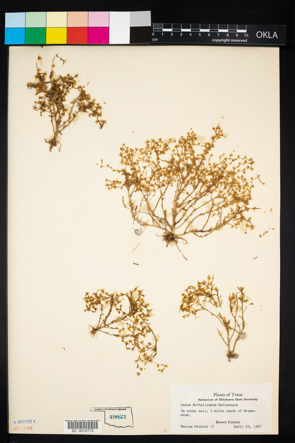 Sedum nuttallianum image