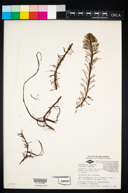 Myriophyllum aquaticum image