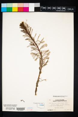 Myriophyllum aquaticum image