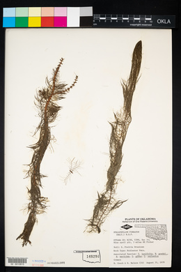 Myriophyllum pinnatum image