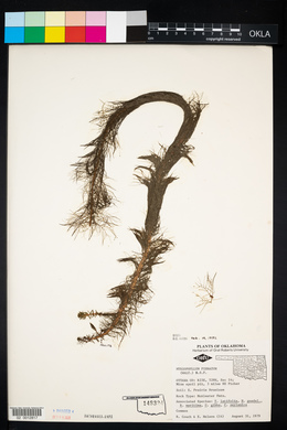 Myriophyllum pinnatum image