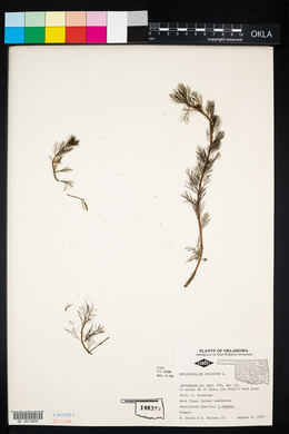 Myriophyllum spicatum image