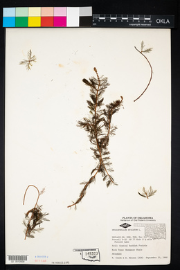 Myriophyllum spicatum image