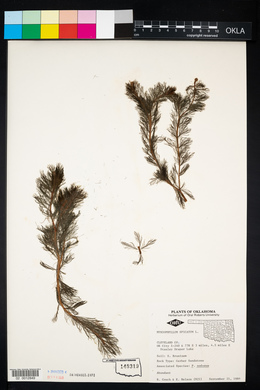 Myriophyllum spicatum image