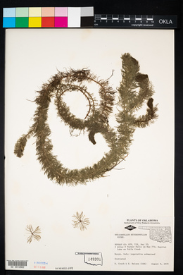 Myriophyllum heterophyllum image