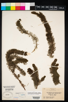 Myriophyllum heterophyllum image