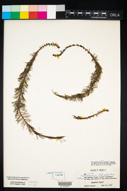 Myriophyllum heterophyllum image