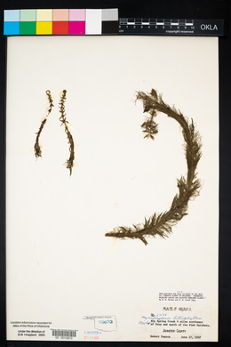 Myriophyllum heterophyllum image