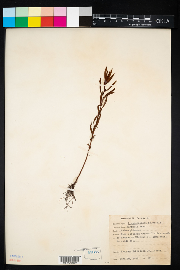 Proserpinaca palustris image