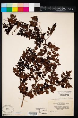Nekemias arborea image