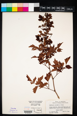 Nekemias arborea image