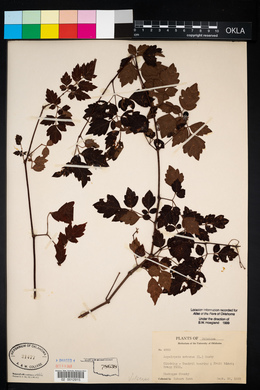 Ampelopsis arborea image