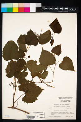 Ampelopsis cordata image