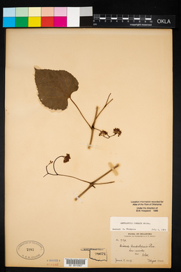 Ampelopsis cordata image