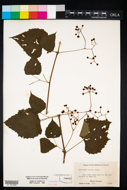 Ampelopsis cordata image