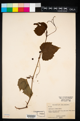 Ampelopsis cordata image