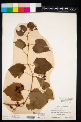 Ampelopsis cordata image