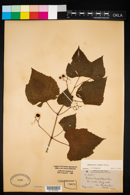 Ampelopsis cordata image