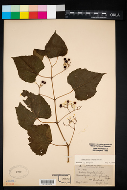 Ampelopsis cordata image