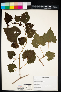 Ampelopsis cordata image