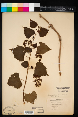 Ampelopsis cordata image