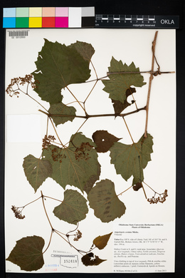 Ampelopsis cordata image