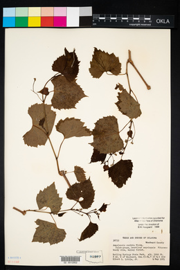 Ampelopsis cordata image