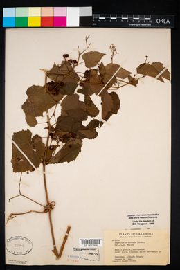 Ampelopsis cordata image