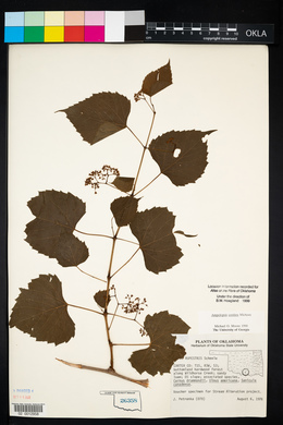 Ampelopsis cordata image