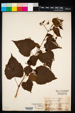 Ampelopsis cordata image