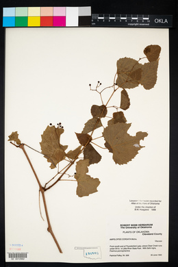 Ampelopsis cordata image