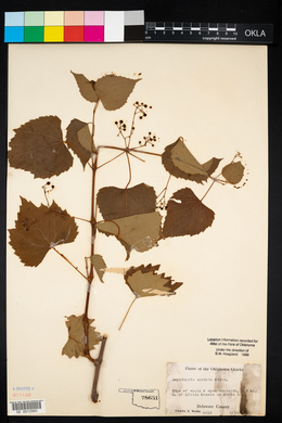 Ampelopsis cordata image