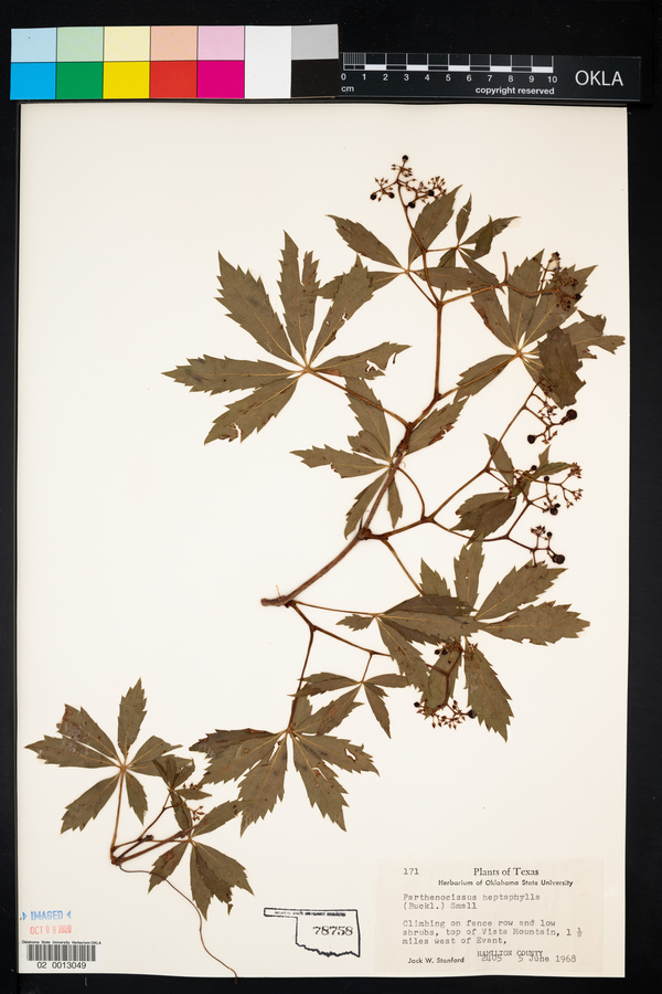 Parthenocissus heptaphylla image