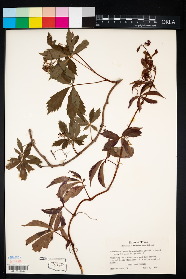 Parthenocissus heptaphylla image