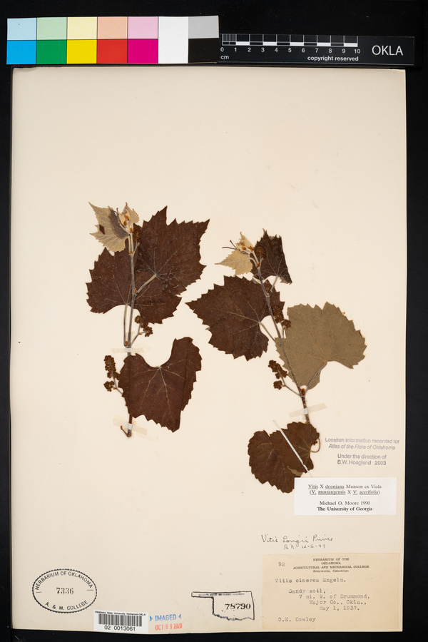 Vitis × doaniana image