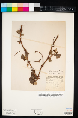 Vitis acerifolia image