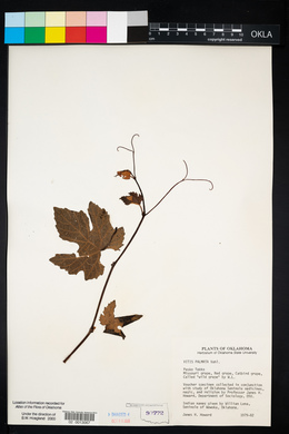 Vitis palmata image