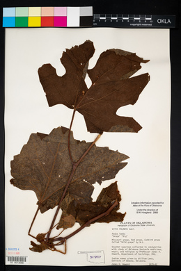 Vitis palmata image