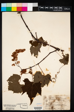 Vitis palmata image