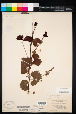 Vitis rupestris image