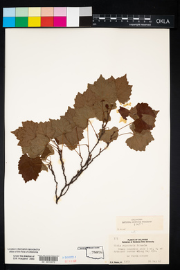 Vitis rupestris image