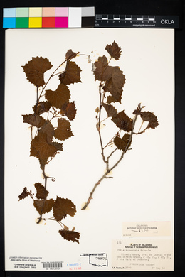 Vitis rupestris image