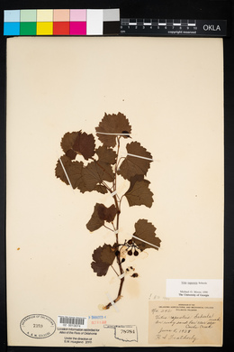 Vitis rupestris image