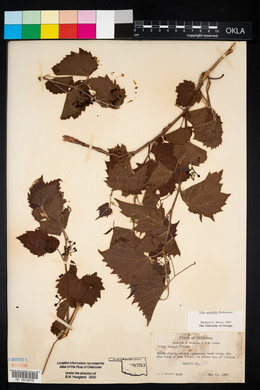 Vitis acerifolia image