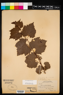 Vitis acerifolia image